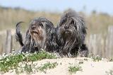 PETIT CHIEN LION 071